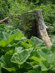 Tree Stump Surrounded By Lush Green Leaves In The Forest