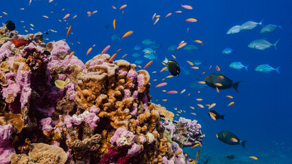 Close up underwater shot of bright vivid and colourful corals with tropical fish © Lightning Strike Pro