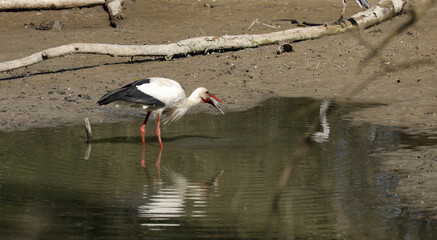 Stork eats a fish in a small lake while foraging