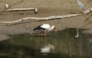 Stork eats a fish in a small lake while foraging