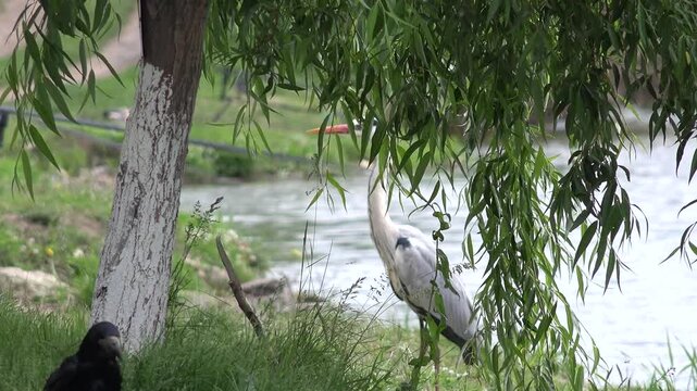 Grey Heron Bird, Ardea Cinerea By Lake, Wild Birds, Crows in Natural Environment