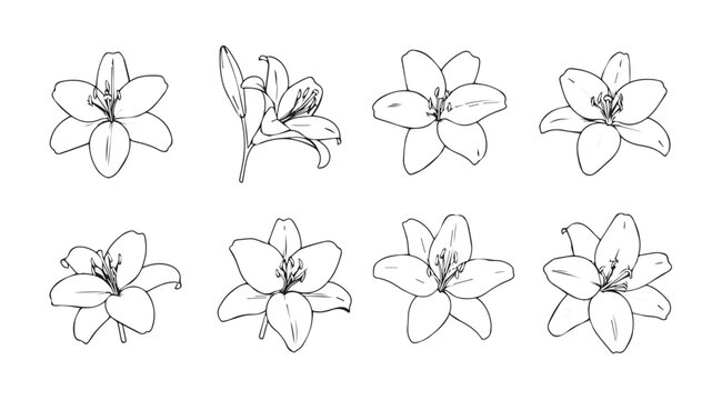 Collection of delicate lily flower illustrations in a distinctive silhouette style