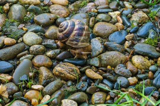 Grape snail Helix pomatia, Roman or Burgundy snail, edible snail or escargot with striped shell moves slowly across bed of smooth, moss-covered stones, blending into natural, earthy environment