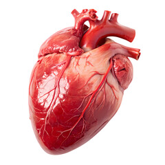 Human Heart Anatomy: Detailed Close-up View