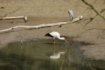 Stork eats a fish in a small lake while foraging