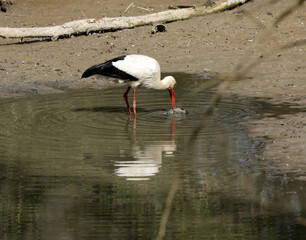 Stork eats a fish in a small lake while foraging