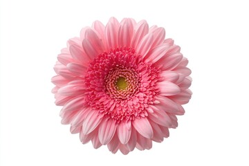 Close-up of a single, vibrant pink gerbera daisy, centered against a plain white background.  The petals are soft and rounded, forming a full, circular bloom.  A yellow center is visible