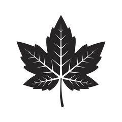 Black Maple Leaf Silhouette Isolated on White Keywords: maple leaf, silhouette, black, white