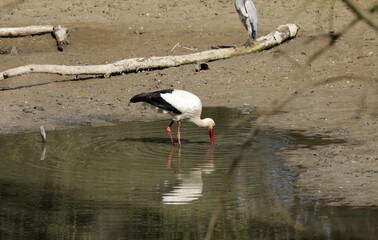 Stork eats a fish in a small lake while foraging
