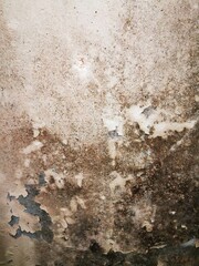 Close-up of black mold growing on a damp wall, showing detailed fungal texture