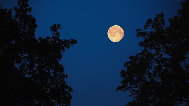 Full Moon with stars, planets and rural countryside tree silhouettes.	
