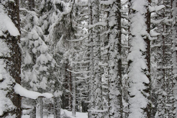 forest closed to chamonix in the french alpes in france 
