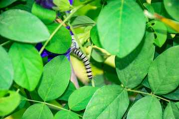Hairy Caterpillar on Butterfly Pea Plant, White thorn caterpillars eat fresh green leaves.