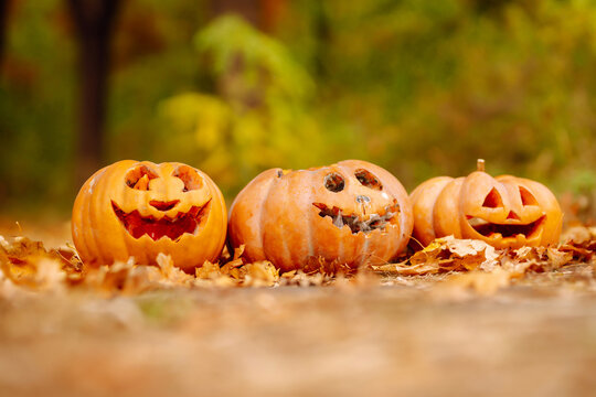 Three Halloween pumpkins stand on fallen leaves in an autumn park. Cheerful holiday pumpkins stand on the ground. Halloween concept, festive.