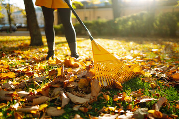 Close-up of female volunteer collecting fallen leaves on  green grass. A woman in yellow raincoat rakes a pile of autumn leaves in a sunny park. Concept of volunteerism, ecology, and seasonality.