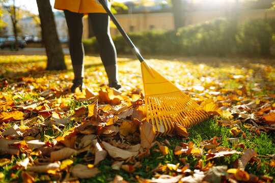 Close-up of female volunteer collecting fallen leaves on green grass. A woman in yellow raincoat rakes a pile of autumn leaves in a sunny park. Concept of volunteerism, ecology, and seasonality. - Powered by Adobe