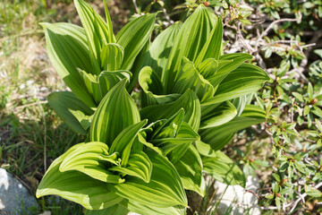 Obraz premium Hellebore plant in a meadow in the Pyrenees