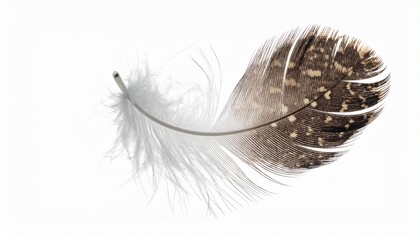 Single feather with white fluffy base and mottled brown upper section on neutral background