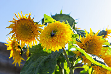 Bumblebee pollinates sunflower. Bright yellow sunflowers are blooming under clear blue sky, surrounded by vibrant green leaves, showcasing beauty of nature and the warmth of sunlight