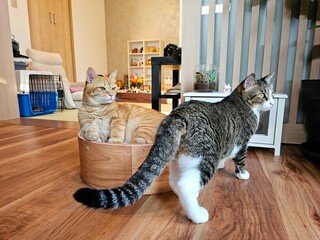 Obraz na płótnie Canvas Two cats, an orange tabby lounging in a wooden bed and a tabby cat standing nearby, both with curious and excited expressions inside a cozy Japanese-style home interior.