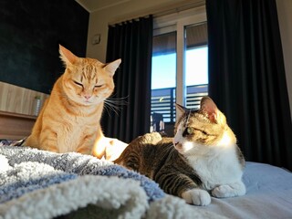 A sleepy ginger cat sits by an alert tabby cat on a bed. This candid indoor photo captures a funny and relatable moment of companionship, where two felines share a cozy space with different moods.