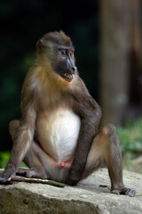 The drill (Mandrillus leucophaeus), portrait of a young male on a dark background.