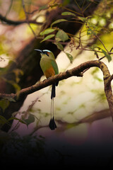 The turquoise-browed motmot (Eumomota superciliosa) sitting on a tall tree at sunset. A very colorful bird from the tropical forest.