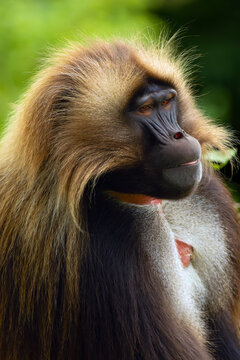 The gelada (Theropithecus gelada), sometimes called the bleeding-heart monkey or the gelada baboon, portrait of an adult male.
