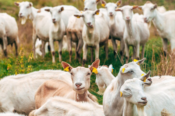 Fototapeta premium Curious herd of goats in farm pen staring directly at camera with humorous expressions.