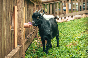 Closeup of child’s hand feeding an African goat in a dairy farm pen.