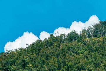 Lush woodland canopy against clear sky and fluffy clouds, natural scenic background.