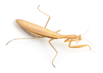 Brown praying mantis isolated on white background
