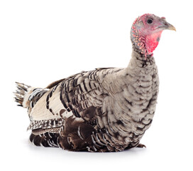 Adult turkey sitting isolated on white background