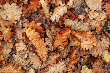 Brown oak tree leaves on the ground in autumn