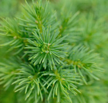 Closeup of fresh green spruce needles macro background