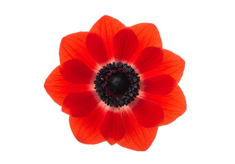 Vibrant red anemone flower in full bloom, highlighted against a striking black background.