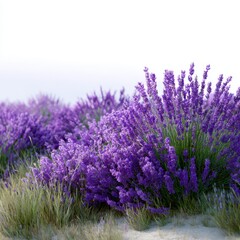 Obraz premium A field of lavender swaying in the wind isoleted on white background .