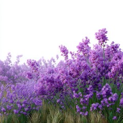 Obraz premium A field of lavender swaying in the wind isoleted on white background .
