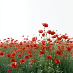 Fototapeta premium A field of poppies waving in the wind isoleted on white background .
