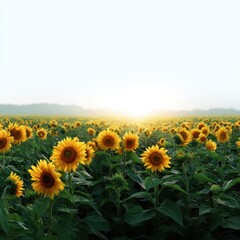Fototapeta premium A field of sunflowers facing the setting sun isoleted on white background .