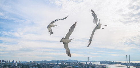 Seagulls in flight against a blue sky.