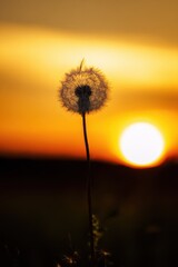 A dandelion stands bravely against a breathtaking sunset, its delicate fibers glowing as fire engulfs the surroundings, creating a striking contrast in the field
