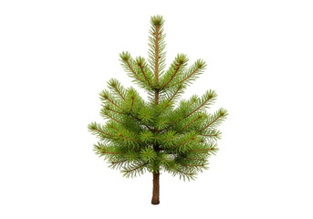 Vibrant green miniature fir tree against a stark black backdrop.