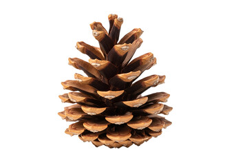 Close-up view of a detailed pine cone with rich brown and light beige tones against a black background.