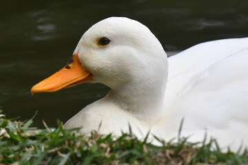 Marreca pompom no lago do jardim do Museu da República - Catete - RJ