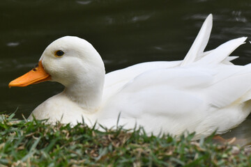 Marreca pompom no lago do jardim do Museu da República - Catete - RJ