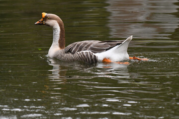 A elegância e a altivez de um ganso no jardim do Museu da República - Catete - RJ