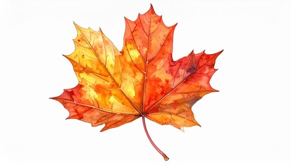 Obraz premium Orange Autumn Maple Leaf Isolated on White Background