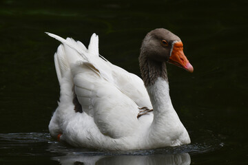 A elegância e a altivez de um ganso no jardim do Museu da República - Catete - RJ