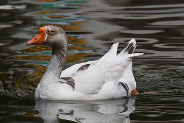 A elegância e a altivez de um ganso no jardim do Museu da República - Catete - RJ